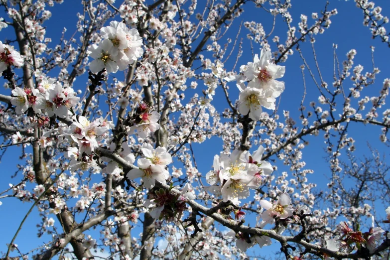 white flowers blooming in the middle of trees