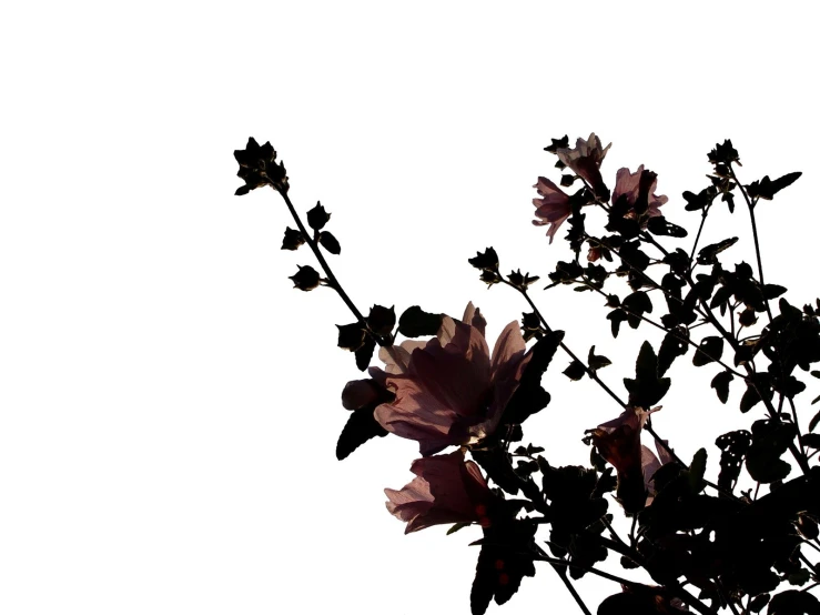 a flower bush against the sky, with leaves