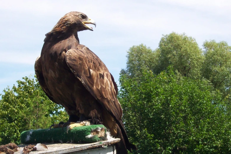 a large brown eagle on top of a roof in the city