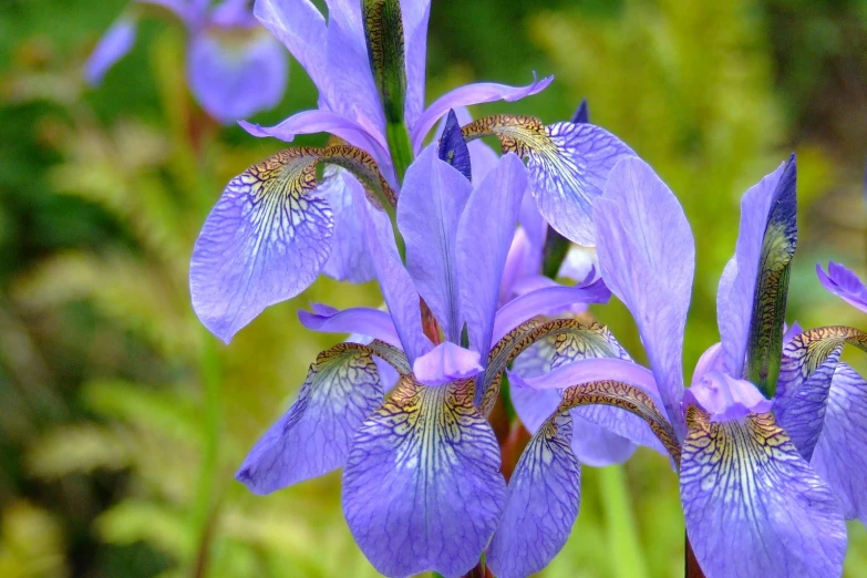 the blue orchid is a flower that grows in the grass