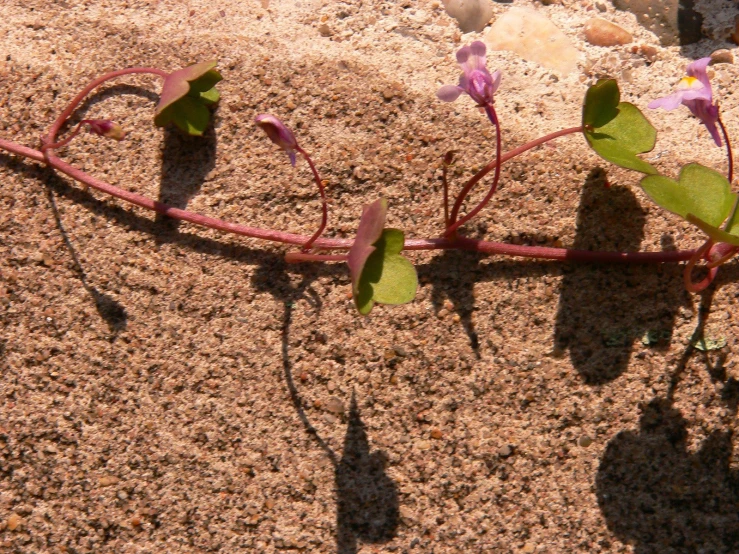 small flowers growing on the sand of the beach