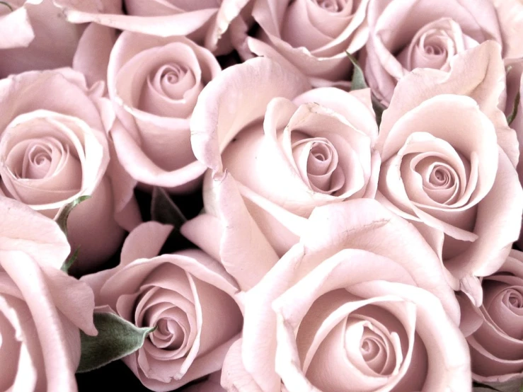 many pink roses with large, small, and very long stems