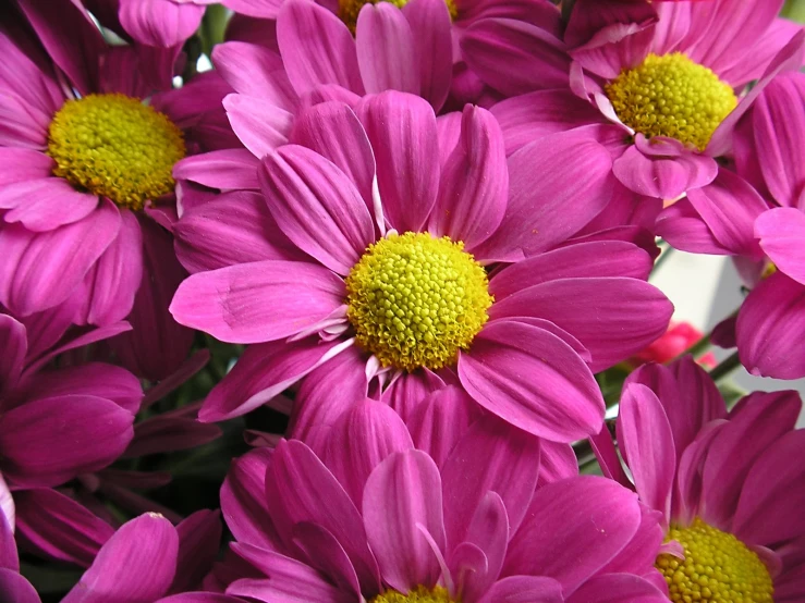 a bunch of purple flowers with one yellow center