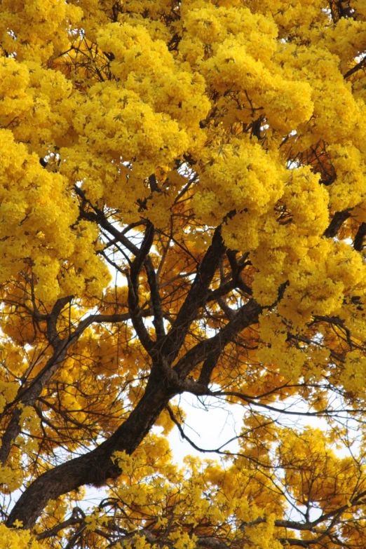 tree covered in yellow leaves under the sky