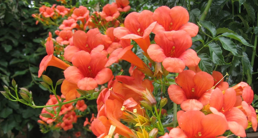 orange and yellow flowers in a garden