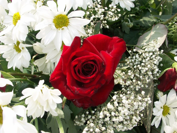 red rose surrounded by white and yellow flowers