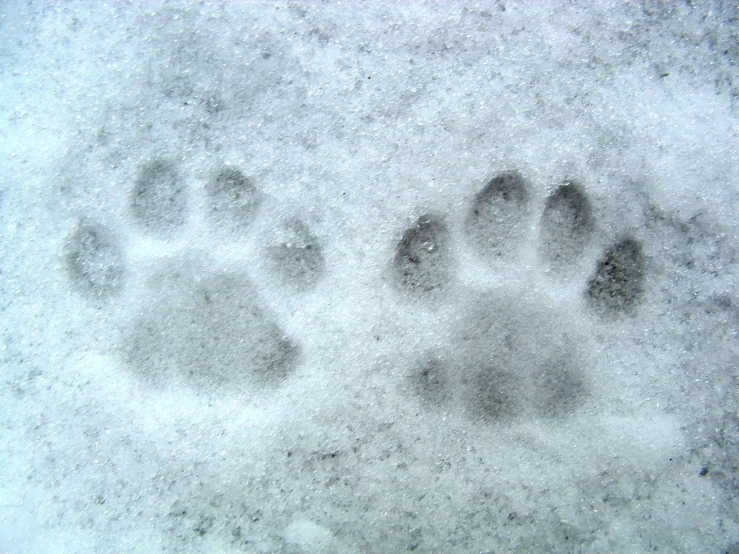 an animal print of four claws of the paw, and footprints in snow