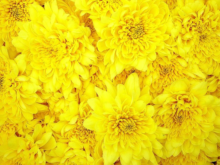 yellow flower head, flowers on white background