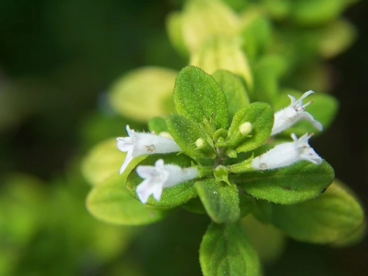 small white flowers and leaves are on the stems