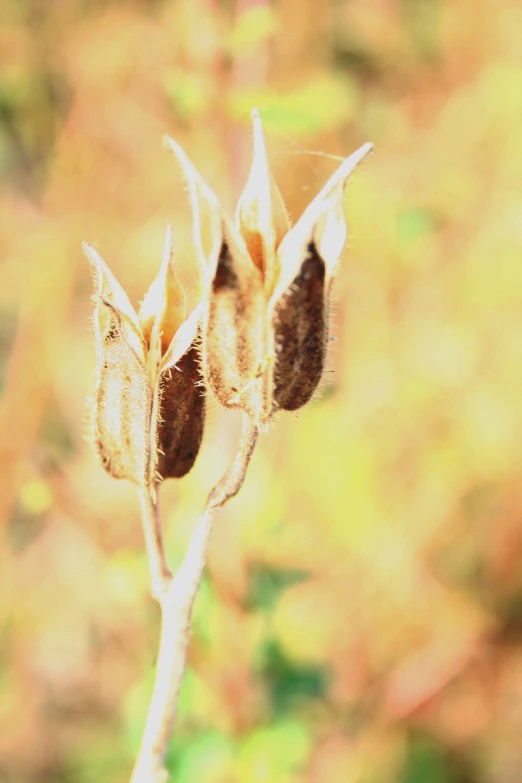 a dry leaf that is sitting on a nch