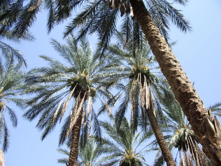a view of palm trees that are looking up