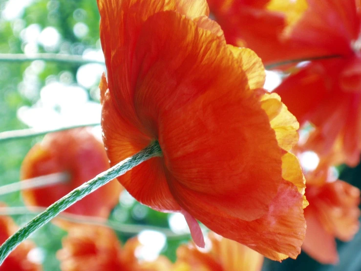 a bunch of red flowers that are standing up