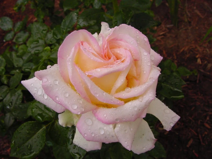 a rose that has water drops on it