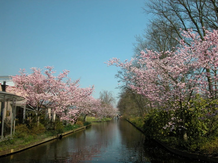 cherry blossom trees in bloom line the shore of a canal