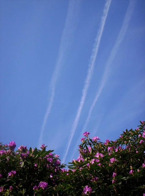 a plane passing in over a flowering tree