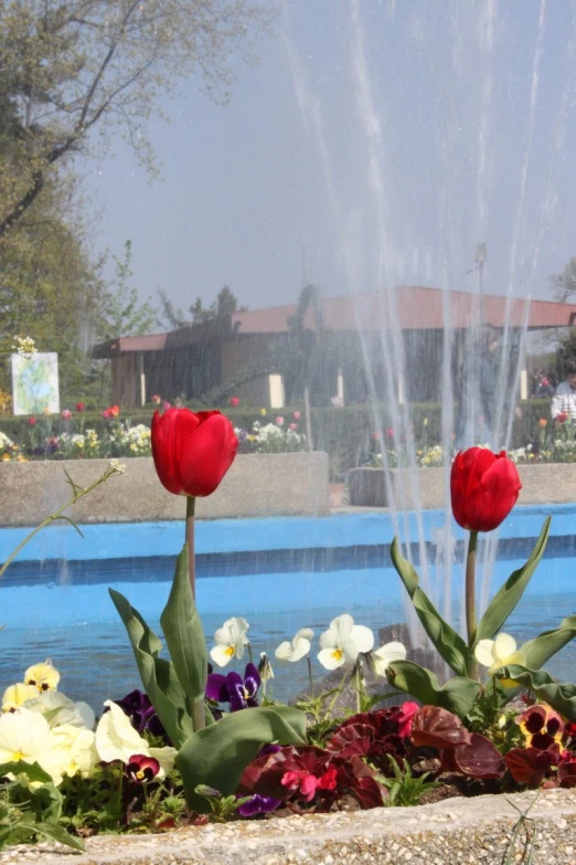 red and white flowers are in front of an outdoor fountain