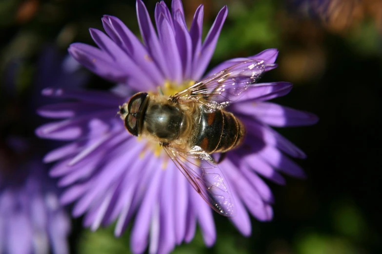 a bee on top of purple flowers