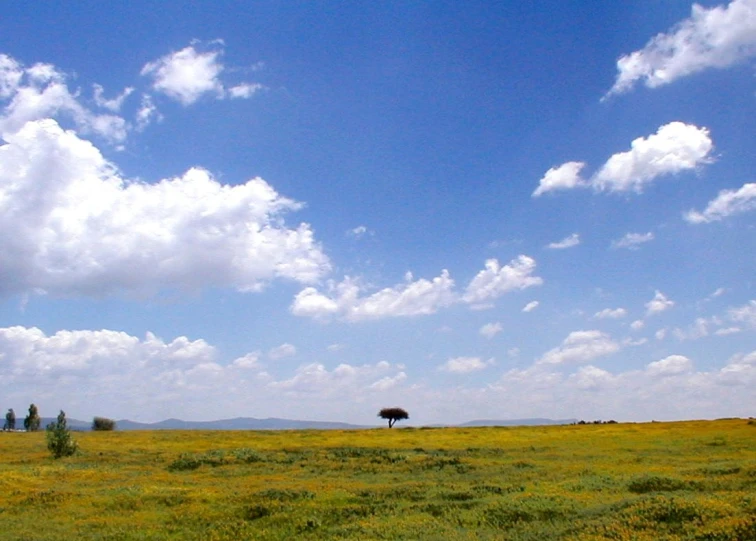 an empty field has animals standing in the distance