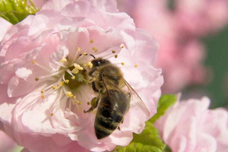 the bum is gathering nectar to the flowers