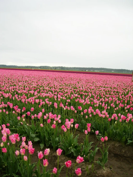 a field full of pink flowers with a person standing by it