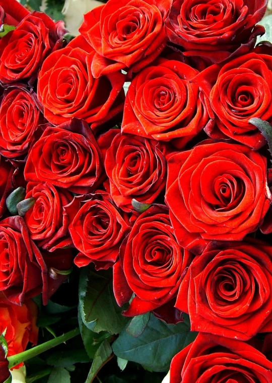 a bunch of red roses piled together for display