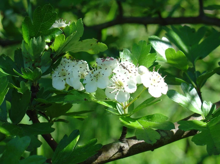 the white flowers on the nch of the tree
