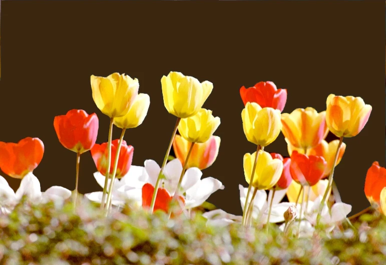 some colorful tulips are in the grass together