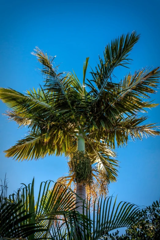 a palm tree that is standing alone