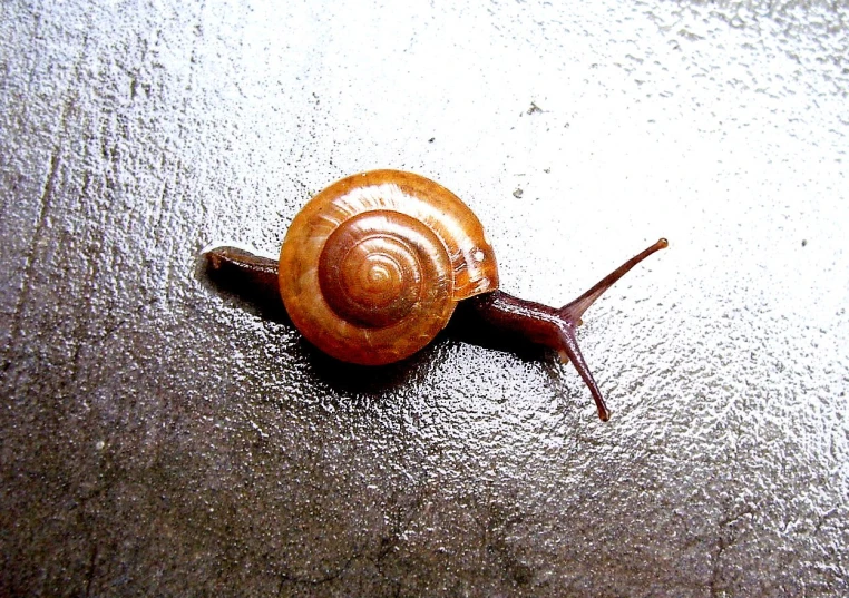 a snail crawling on top of a white surface