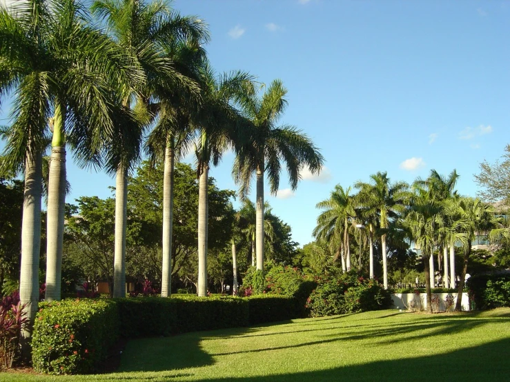 a large grassy lawn with tall palm trees