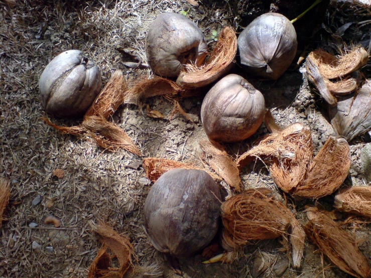 rotten chestnuts and their bark, displayed on the ground