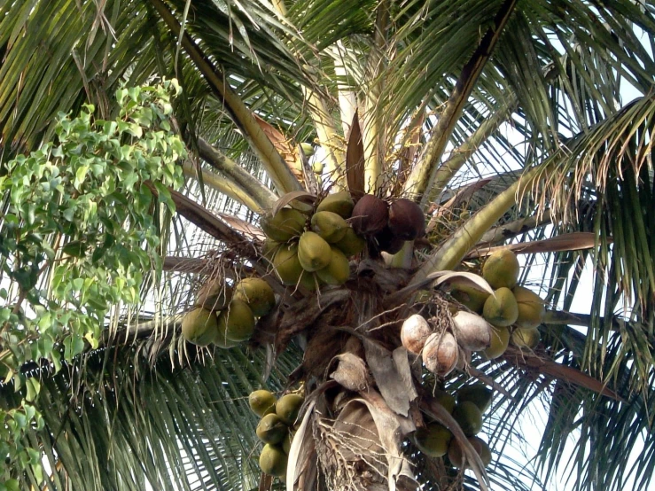 an exotic looking plant with many fruits on it