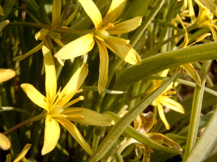 a bunch of yellow flowers are blooming in the sun