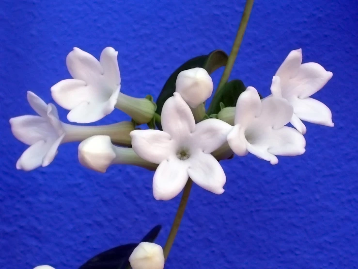 a small white flower is standing out on a blue background