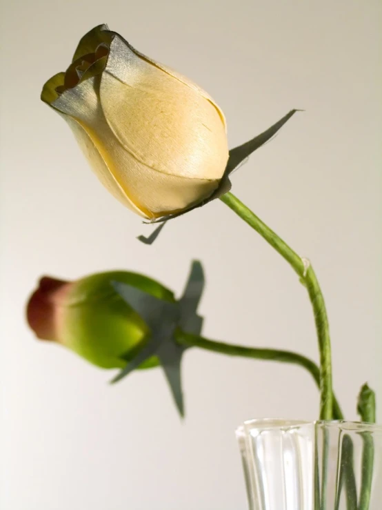 a white rose next to a clear vase