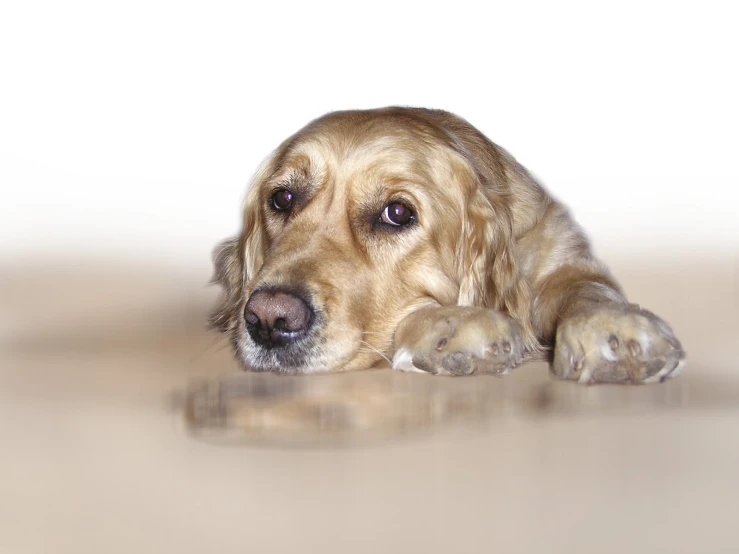 a dog laying down in a white room