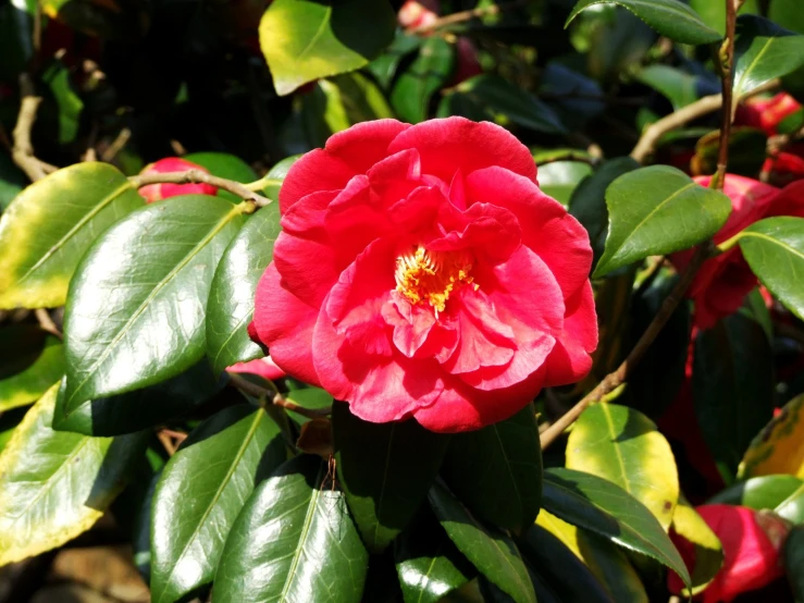 a flower in a field of green and red flowers