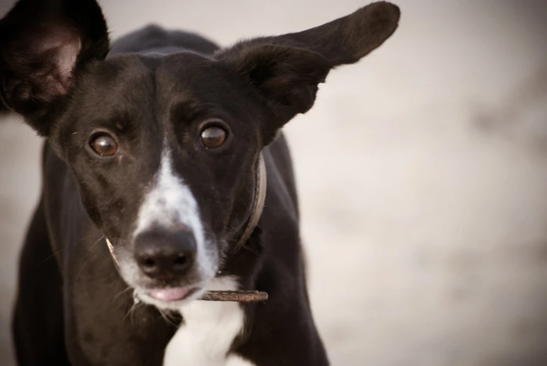 a dog has a stick in it's mouth