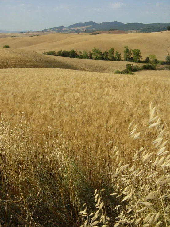 an open field with grass and hills in the background