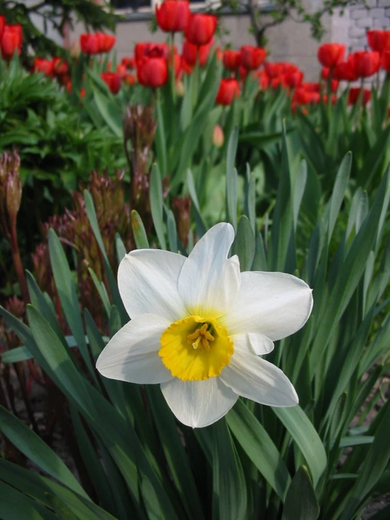 a single white and yellow flower in a garden with lots of red tulips