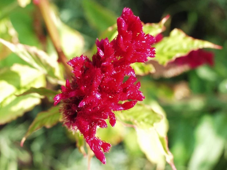 red flowers in the sun light, with some green leaves behind them