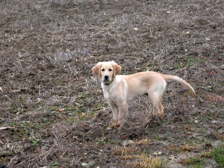 a golden retriever standing in a dirty field