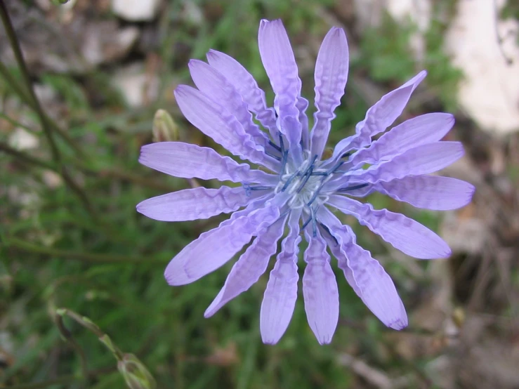 a blue flower is in the middle of green grass