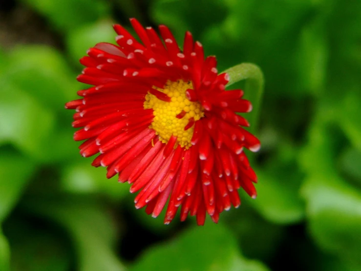 a close up picture of a red flower with yellow center