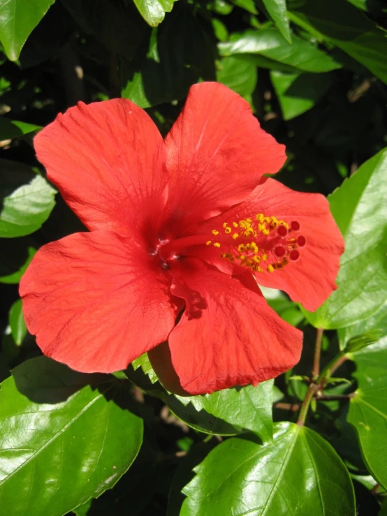 a beautiful red flower is blooming in the green leaves