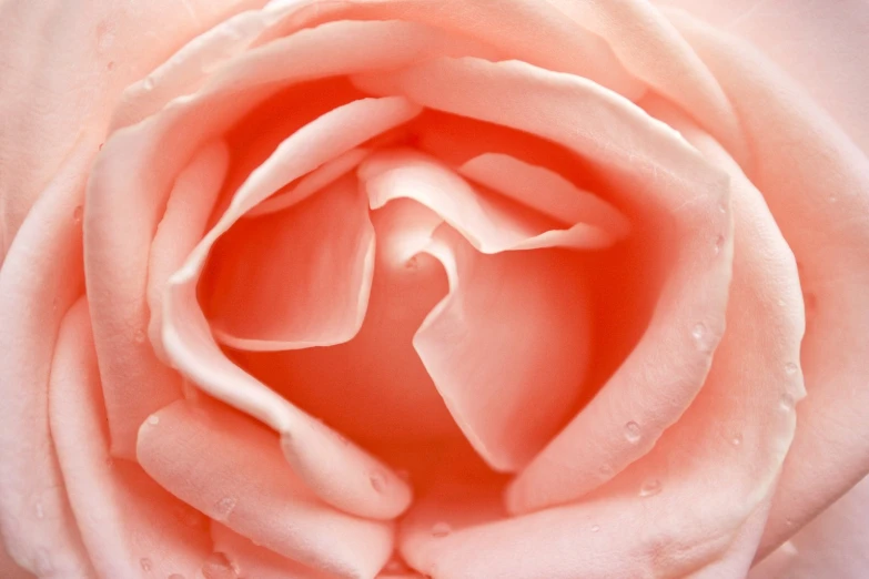 a pink rose with drops of water on it