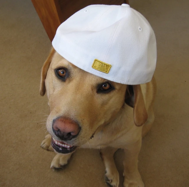 a yellow lab wearing a white hat sitting on a floor