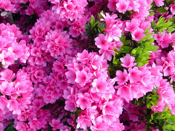 pink flowers and green leaves in close up