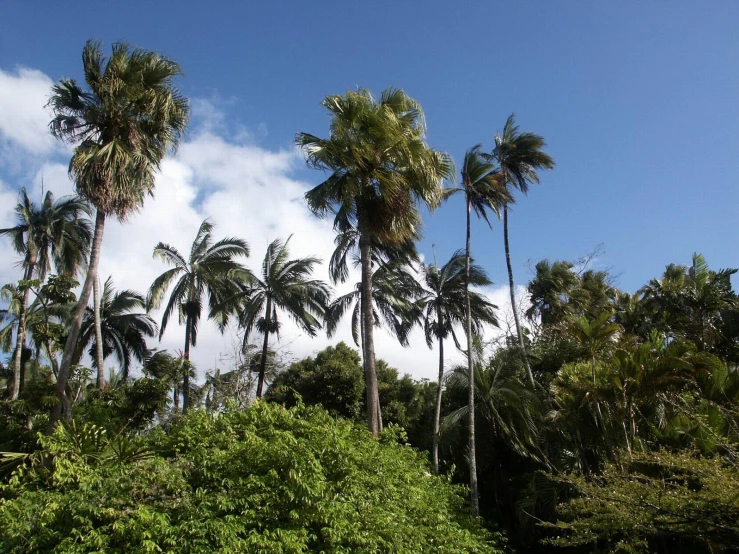 a lot of palm trees with one of them in the middle