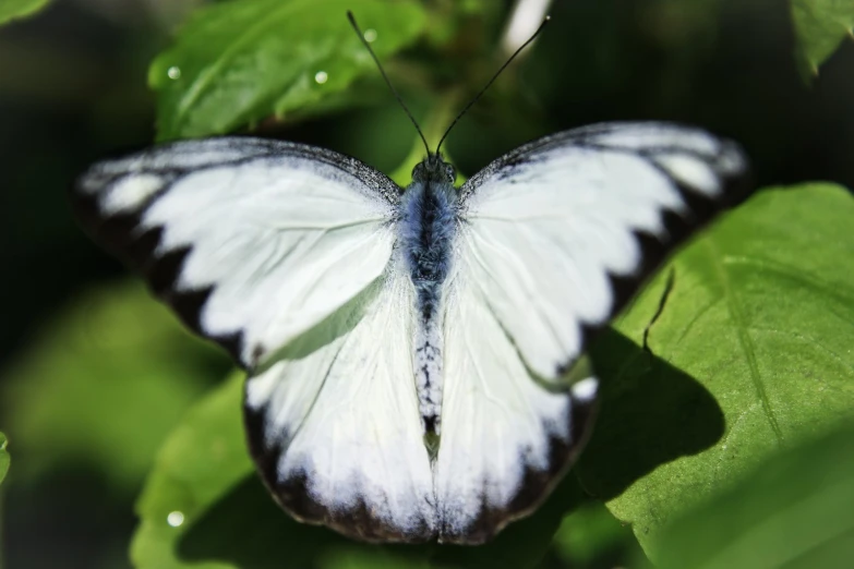 an image of a white erfly on a green leaf
